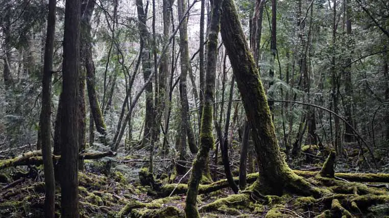 Aokigahara Forest, Japan